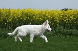 BERGER BLANC - PUPPIES 321